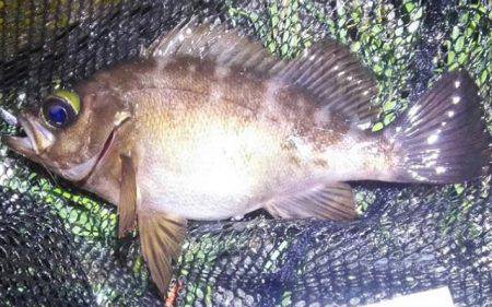 雨の中釣行、太刀魚、アオリイカ、コウイカ、メバル、タコ